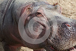 Hippo Face Close Up