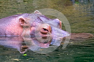 Hippo face on the water animal kingdom