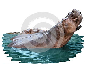 Hippo families in the water with clipping path body part