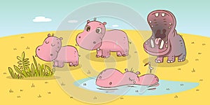 Hippo family