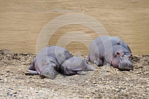 Hippo family on the bank of the river