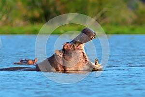 Hippo family Hippopotamus amphibius