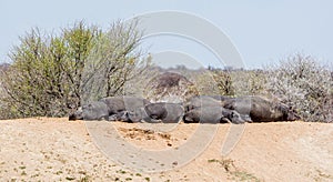 Hippo Family Resting