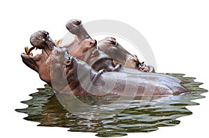 Hippo family in the water with clipping path body part