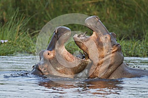 Hippo fight