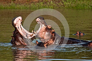 Hippo Fight