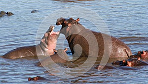 Hippo Fight