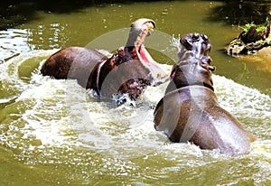 Hippo Fight