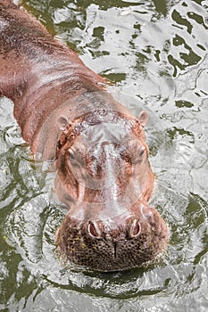 Hippo floating in the water