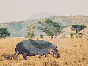 Hippo and friend