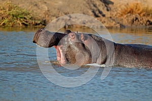 Hippo with gaping mounth photo