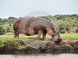 Hippo getting into the river photo