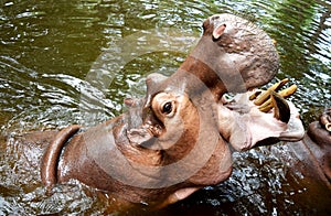 Hippo Giant opened its mouth on the water.