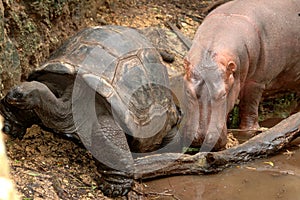 Hippo and Giant Tortoise