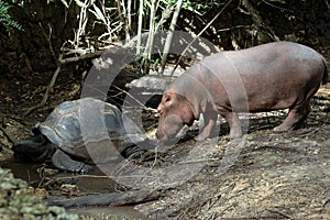 Hippo and Giant Tortoise