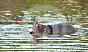 Hippo give a big yawn