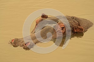 Hippo on golden pond.