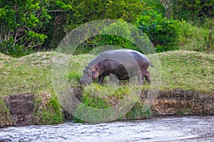 Hippo grazes on the lake