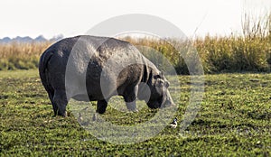 Hippo grazing in the marshlands of Chobe Riverfront, Kasane, Botswana