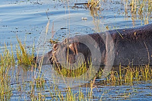 Hippo Grazing in the River Grasses