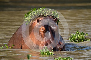 Hippo with greens