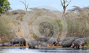 Hippo group on riverbank