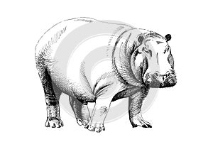 Hippo hand drawn illustrations