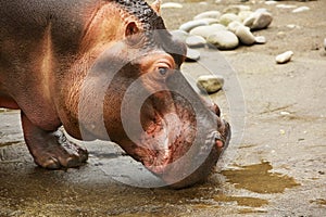 Hippo Head