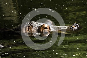 Hippo head above the water