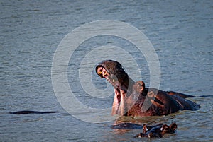 Hippo head coming out of water with wide open mouth