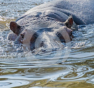 Hippo Head and eyes