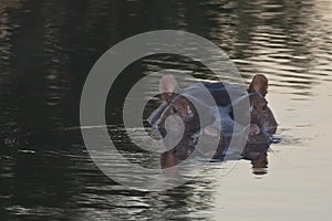 Hippo Head Reflections at Dusk