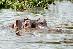 Hippo head in a water