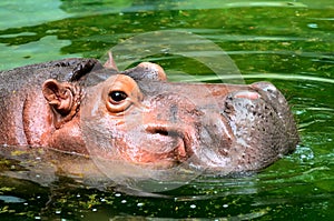 The Hippo head in water
