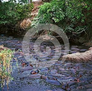 Hippo photo