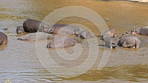 A hippo herd in the mara river at masai mara game reserve, kenya