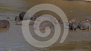 A hippo herd in the mara river at Masai Mara Game Reserve, Kenya