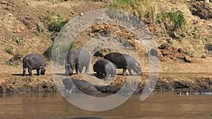 Hippo herd on river bank in masai mara, kenya