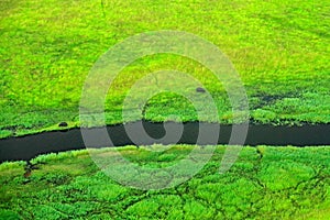 Hippo hidden in green vegetation. Aerial landscape in Okavango delta, Botswana. Lakes and rivers, view from airplane. Green grass