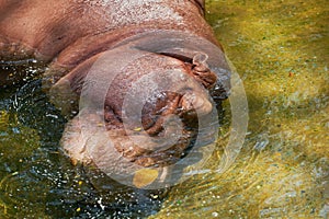 Hippo or hippo potamus lie down and close eye in the water look