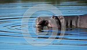 Hippo (Hippopotamus amphibius) photo