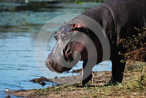 Hippo (Hippopotamus amphibius) photo