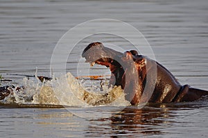 Hippo (Hippopotamus amphibius)