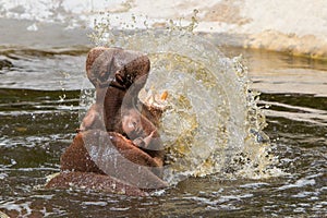 Hippo (Hippopotamus amphibius)