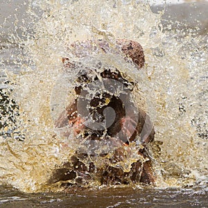 Hippo (Hippopotamus amphibius)