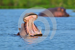 Hippo (Hippopotamus amphibius)