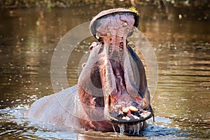 Hippo (Hippopotamus amphibius)