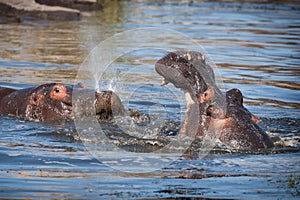 Hippo (Hippopotamus amphibius)