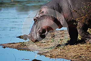 Hippo (Hippopotamus amphibius)