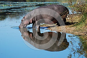 Hippo (Hippopotamus amphibius) photo